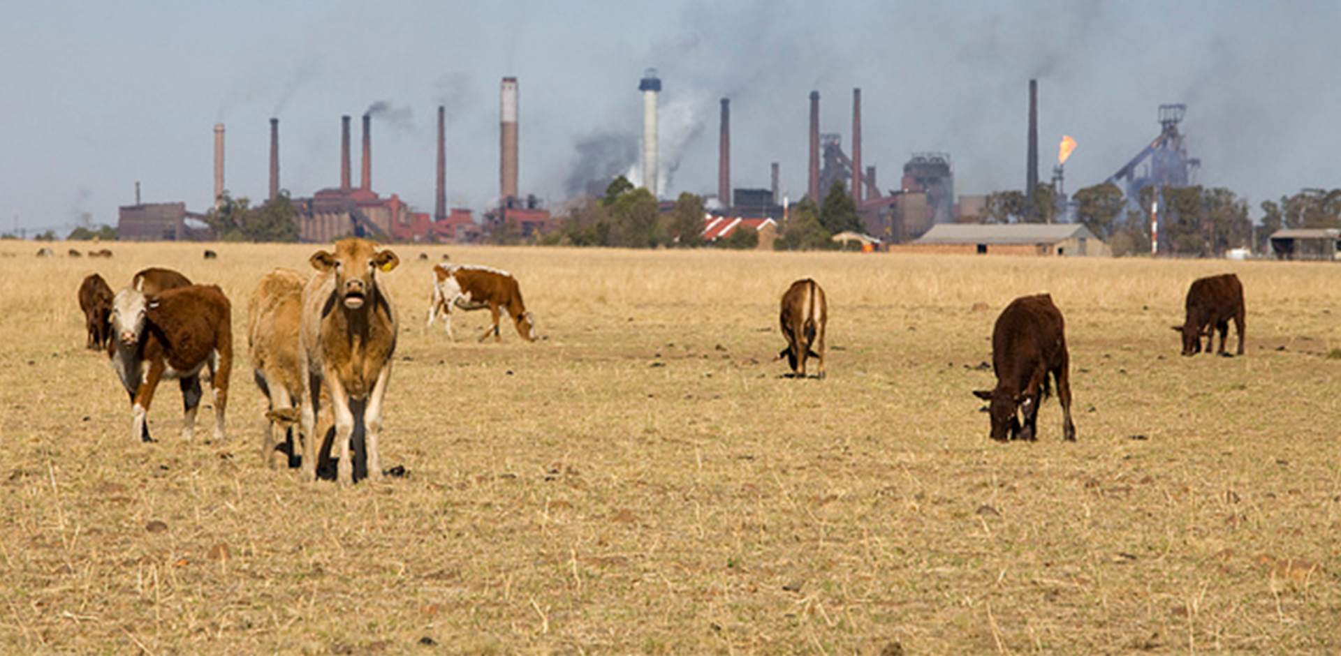 Climate change and farm animals