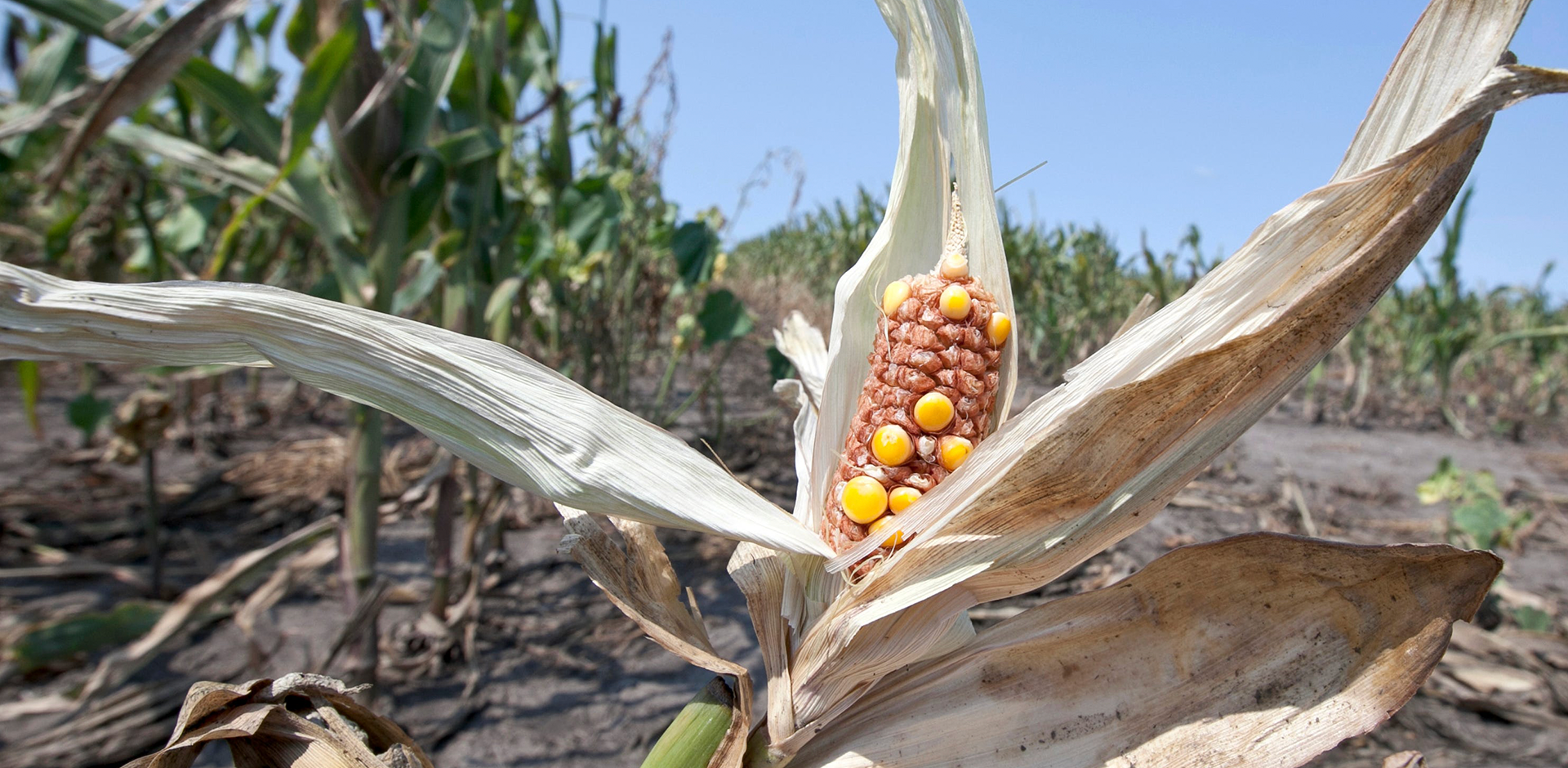Climate change and the affect on corns
