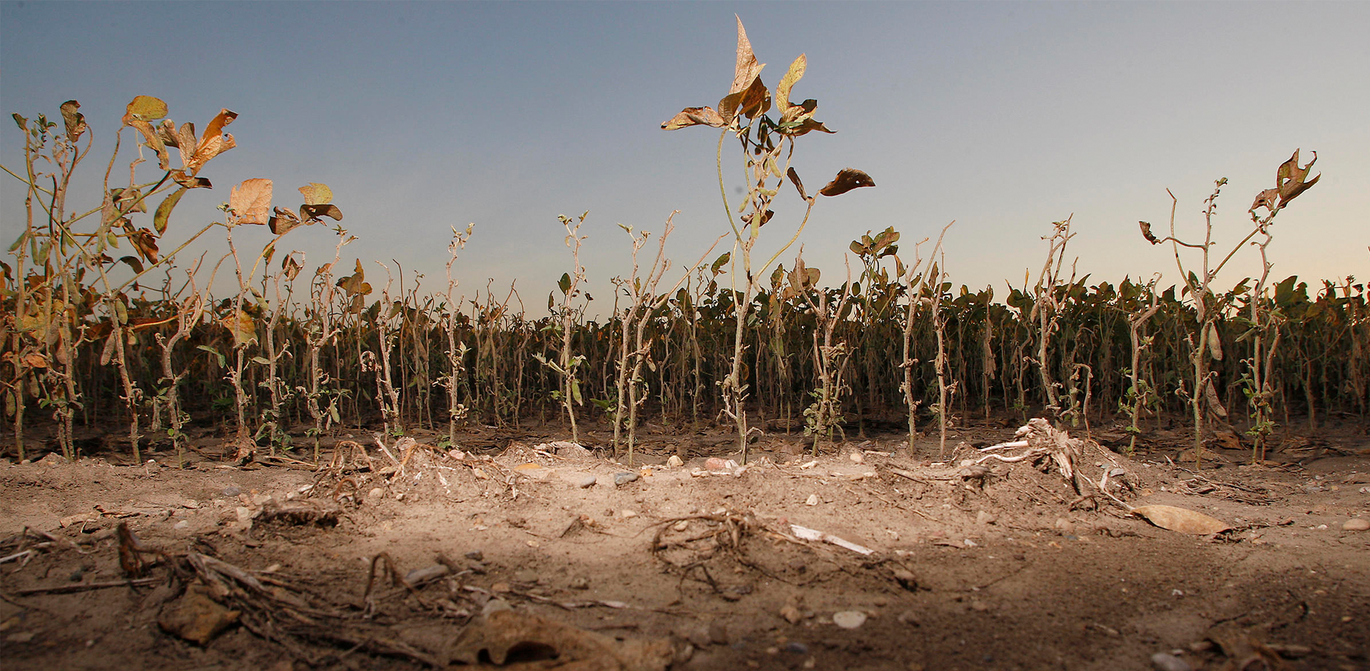 Climate change and the affect on crops