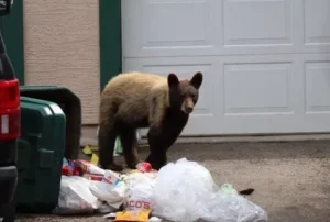 Bear Euthanized After Breaking Into Colorado Home and Starting Kitchen Fire