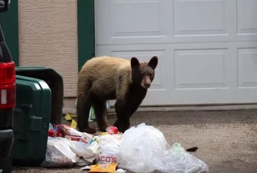 Bear Euthanized After Breaking Into Colorado Home and Starting Kitchen Fire
