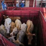 U.S. Reopens Border to Mexican Cattle as Beef Prices Hit Records