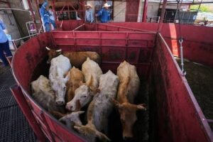 U.S. Reopens Border to Mexican Cattle as Beef Prices Hit Records