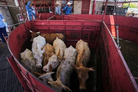 U.S. Reopens Border to Mexican Cattle as Beef Prices Hit Records