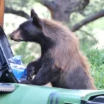Bear Euthanized After Breaking Into Colorado Home and Starting Kitchen Fire