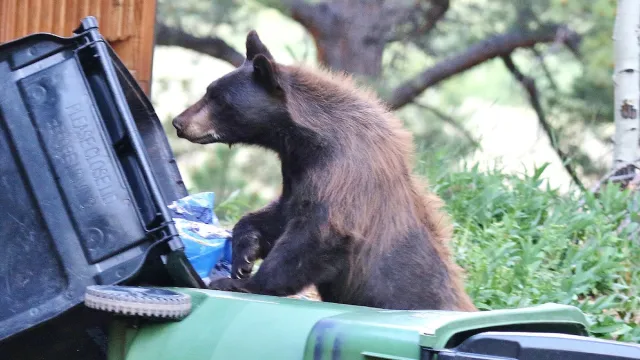 Bear Euthanized After Breaking Into Colorado Home and Starting Kitchen Fire