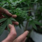 A cannabis leaf; a new Cambridge-led study links cannabis use to a 37% higher stroke risk