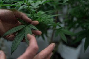A cannabis leaf; a new Cambridge-led study links cannabis use to a 37% higher stroke risk