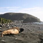 Elephant seals on Macquarie Island; Australia is evacuating research staff from the island over concerns about the psychological toll of a coming bird flu outbreak among wildlife