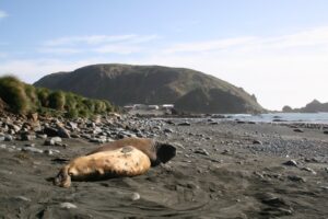 Elephant seals on Macquarie Island; Australia is evacuating research staff from the island over concerns about the psychological toll of a coming bird flu outbreak among wildlife