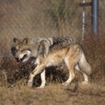 A Mexican gray wolf; federal officials issued new removal orders this month after wolves killed livestock on grazing land in the Southwest