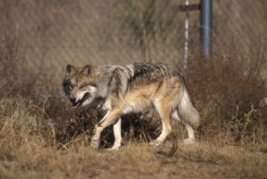 A Mexican gray wolf; federal officials issued new removal orders this month after wolves killed livestock on grazing land in the Southwest