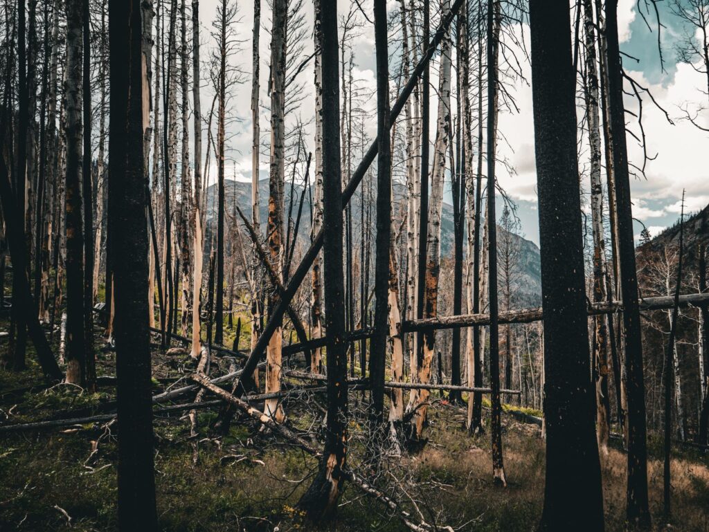 ‘It’s all burnt’: Spokane wildfire survivors tell their stories