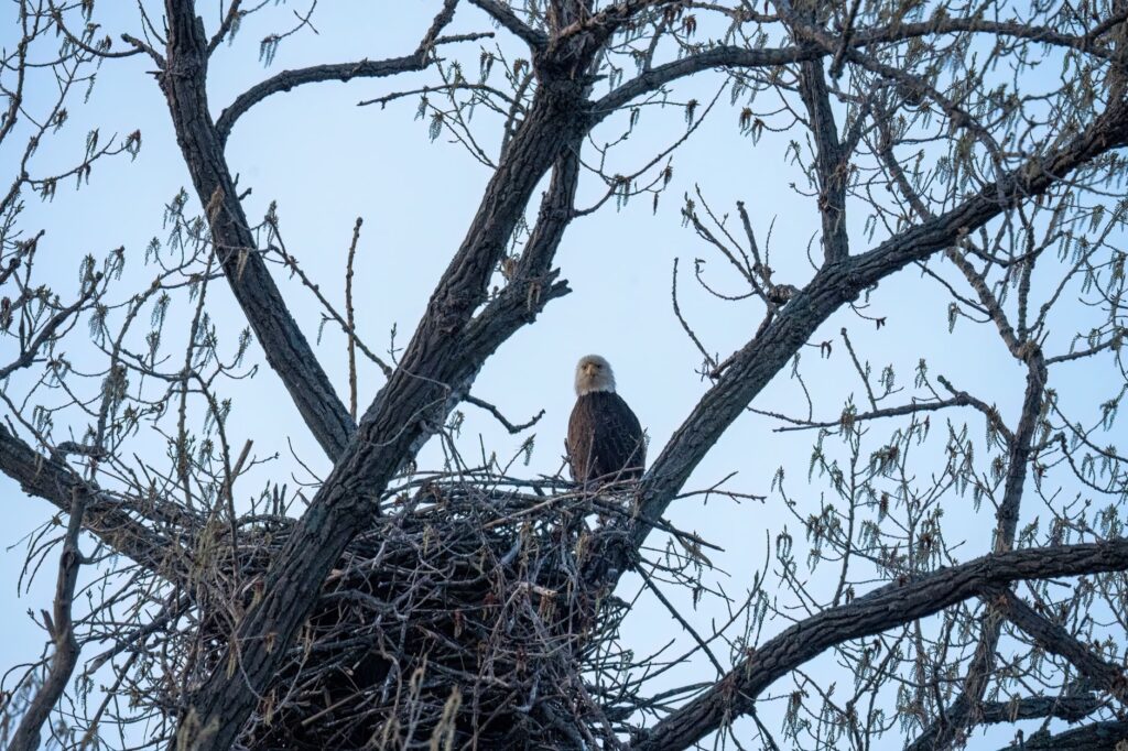 From Nest to Deathbed, Jackie the Eagle Entranced California and Beyond