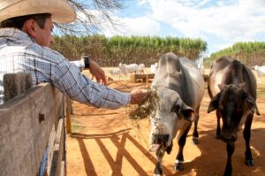Trump suggests cattle ranchers could bypass USDA