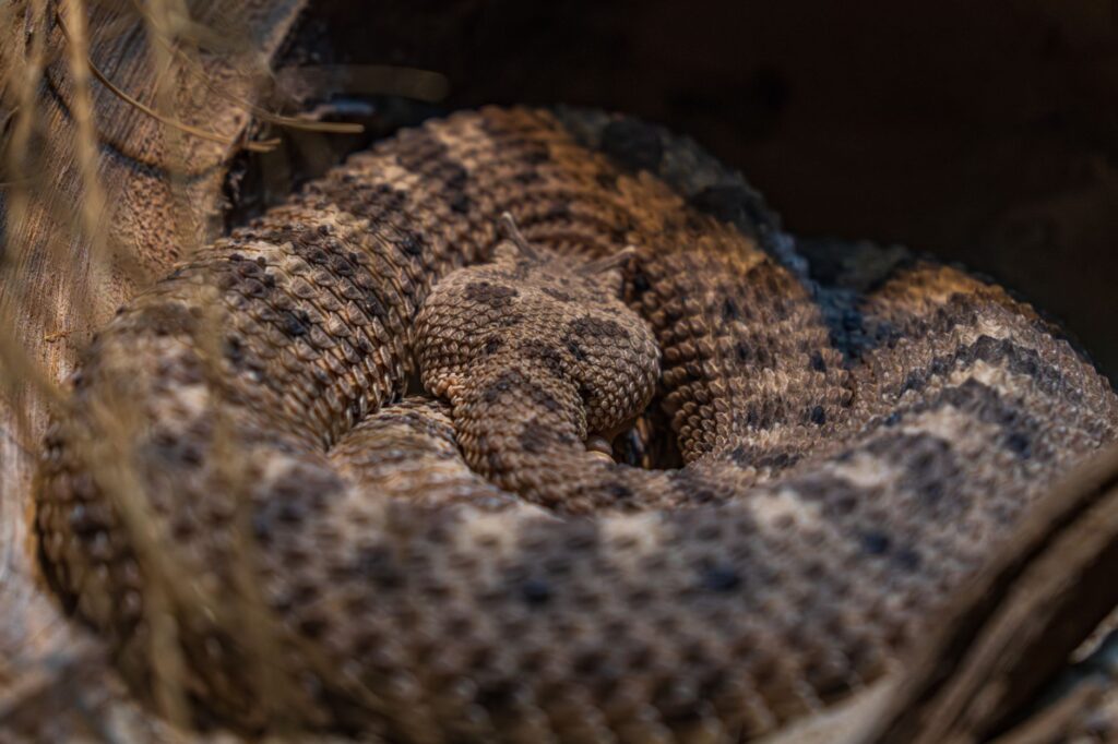 Venomous snake found inside Arkansas high school football player’s helmet