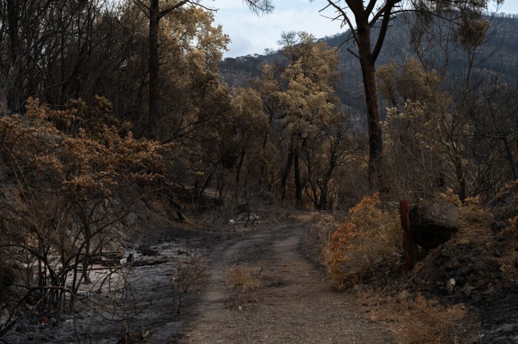 Spokane fires burned a path of devastation. Experts say get used to it