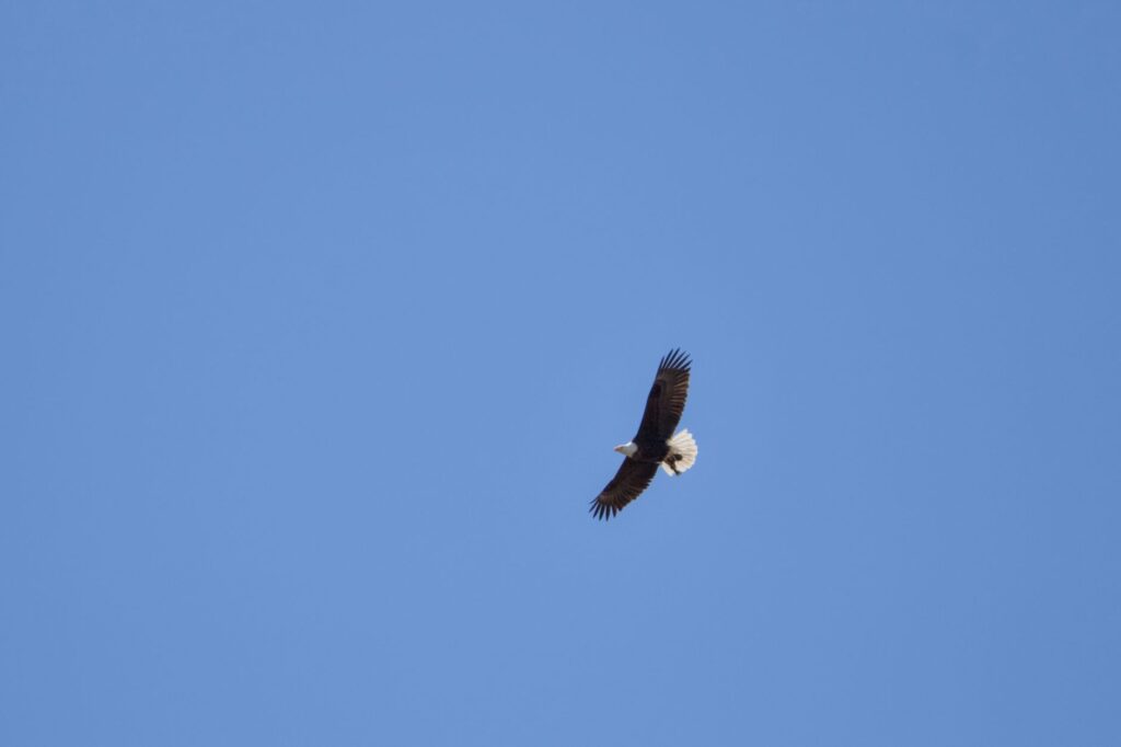 Jackie, beloved Big Bear bald eagle watched by millions, dies