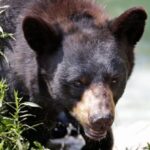 21,500 People Signed a Petition to Save a Bear That Had Entered Nine Homes. The Trash Ordinance Got Nothing.