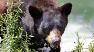 21,500 People Signed a Petition to Save a Bear That Had Entered Nine Homes. The Trash Ordinance Got Nothing.