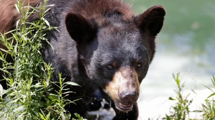 21,500 People Signed a Petition to Save a Bear That Had Entered Nine Homes. The Trash Ordinance Got Nothing.