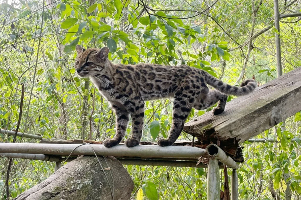 We Thought We Knew the World’s Cats. Then Scientists Found One We’d Never Properly Seen.