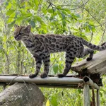 We Thought We Knew the World’s Cats. Then Scientists Found One We’d Never Properly Seen.