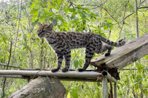 We Thought We Knew the World’s Cats. Then Scientists Found One We’d Never Properly Seen.
