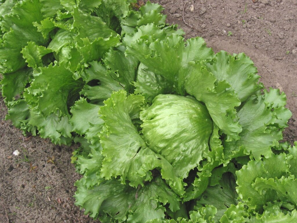 Iceberg lettuce; a Cyclospora outbreak linked to lettuce from Taylor Farms de Mexico has grown to more than 11,000 illnesses across 20 states