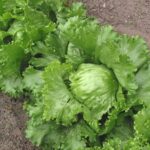 Iceberg lettuce; a Cyclospora outbreak linked to lettuce from Taylor Farms de Mexico has grown to more than 11,000 illnesses across 20 states
