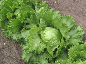 Iceberg lettuce; a Cyclospora outbreak linked to lettuce from Taylor Farms de Mexico has grown to more than 11,000 illnesses across 20 states