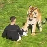 A Man Died After Climbing Into a Tiger Enclosure at Yorkshire Wildlife Park. The Tiger Won’t Be Put Down.