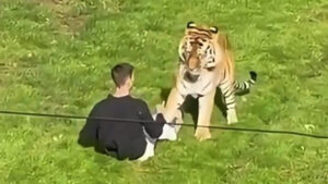 A Man Died After Climbing Into a Tiger Enclosure at Yorkshire Wildlife Park. The Tiger Won’t Be Put Down.